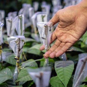 Bareng USAID dan I4DI, PT Mars Target Dukung 9.000 Petani Kakao Indonesia Capai Pendapatan Hidup Berkelanjutan 2030