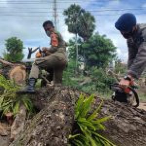 Respon Cepat Brimob Bone dan SAR Gabungan Evakuasi Pohon Tumbang