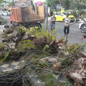 DLH Parepare Tata Pohon Rapuh di Sepanjang Jalan