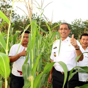 Pemerintah Kabupaten Wajo Sangat Serius Terapkan Sistem Pertanian Terpadu