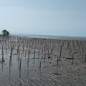 38 Ribu Batang Mangrove ditanam Dinas Kelautan dan Perikanan Sulsel di Lutim