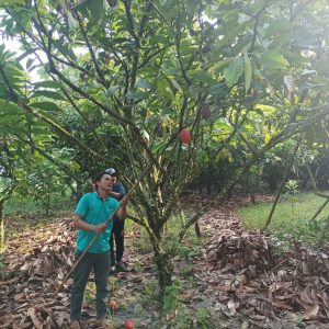 Merawat Keberlangsungan ‘Si Manis’ Kakao di Pedalaman Luwu Timur