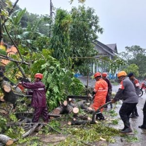 Tim SAR Brimob Parepare – Damkar Berhasil Evakuasi Pohon Tumbang