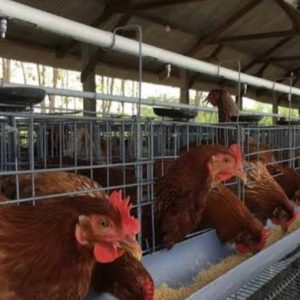 Diduga Proyek untuk Keluarga Dekat Legislator, Pengadaan Ayam Petelur di Dinas Pertanian dan Ketahanan Pangan Takalar Disorot