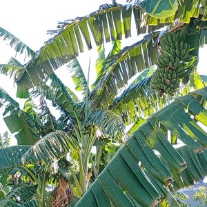APDESI Tolak, Pemkab Pangkep Justru Siapkan 100 Hektar Lahan Pisang