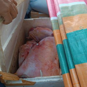 5 Ton Daging Babi Berhasil di Gagalkan Karantina Mamuju