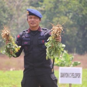 Komandan Brimob Bone Panen Kacang, Danyon Ichsan: Ketahanan Pangan untuk Indonesia Maju