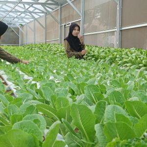 Petani Milenial Kembangkan Tanaman Hidroponik Berbasis AI