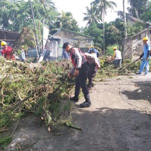 Sigap Personil Polres Tator Turut Evakuasi Pohon Tumbang