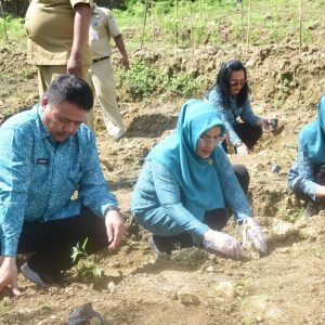 TP-PKK Sulbar Ikuti Gerakan Tanam Cabai Serentak Secara Virtual