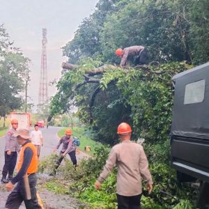 Respon Cepat Tim SAR Brimob Bone Evakuasi Pohon Tumbang Di Jalan Poros Bone-Makassar