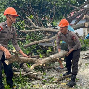 Ganggu Aktivitas Warga, Brimob Bone Gerak Cepat Evakuasi Pohon Tumbang di Poros Bone Wajo