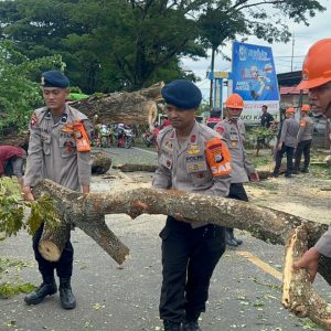 Pohon Tumbang Tutup Akses Jalan ke Pelabuhan Bajoe, SAR Brimob Gerak Cepat Lakukan Evakuasi