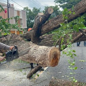 Pohon Tumbang Tutup Akses Jalan ke Pelabuhan Bajoe, SAR Brimob Gerak Cepat Lakukan Evakuasi