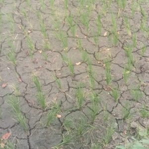 Bendungan Pammukulu di Tutup, Ribuan Hektare Lahan Pertanian di Takalar Kekeringan