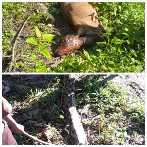 Ular Piton Sepanjang 8 Meter Mangsa Sapi Warga Dungkait