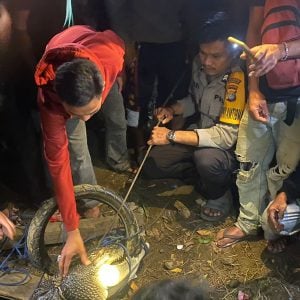 Seekor Buaya Penghuni Sungai Tampalang di Tangkap Warga