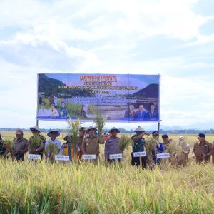 MYL Panen Raya Padi Musim Tanam II di Tabo-tabo