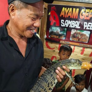 Seekor Anak Buaya di Mamuju Ditemukan di Pemukiman Warga