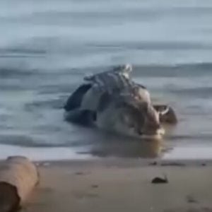 Kemunculan Buaya di Pantai Lumpue Ternyata Hoaks, Camat Bacukiki Barat Angkat Bicara