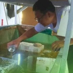 Pemkot Makassar Perkuat Inovasi dalam Budidaya Udang Lobster