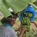 Arab Saudi Minati Pisang Cavendish