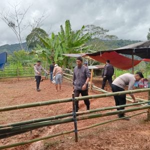 Jajaran Polres Tator Proaktif Cegah Judi Sabung Ayam