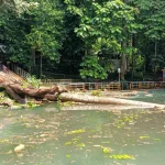 Permandian Ermes Ditutup Sementara, Dampak Pohon Tumbang