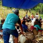 Polres Tator Dampingi Petani Panen Jagung 