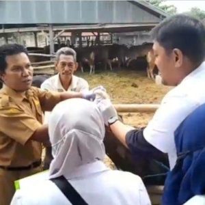 Jelang Idul Fitri, DPKP Wajo Vaksinasi Hewan Ternak