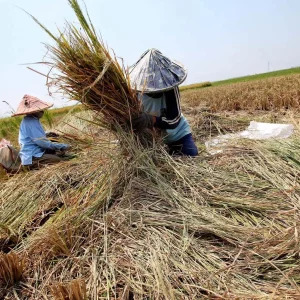 Produksi Beras Indonesia Naik 52 Persen, Tertinggi dalam Tujuh Tahun Terakhir