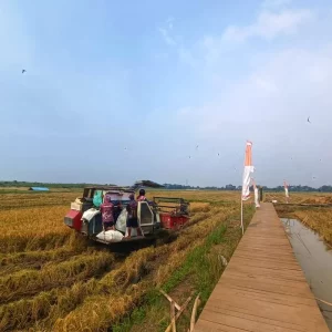PGN-BRIN Panen Padi Biosalin 20 Hektare di Semarang
