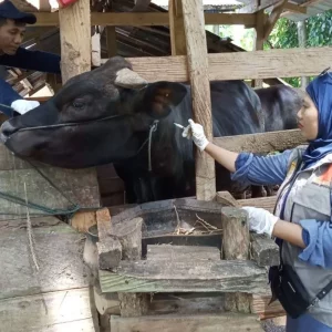 Kementan Siagakan 6.800 Personel Keswan di Momen Lebaran