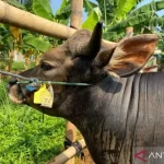 Baznas Jaksel Target Penghimpunan Hewan Kurban Idul Adha Capai 200 Juta Rupiah