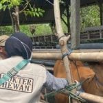 Jelang Idul Adha, DPKP Wajo Mulai Vaksinasi 4.000 Sapi 