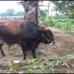 Sapi Qurban Presiden Prabowo di Gowa Dijaga 20 Orang Selama 24 Jam