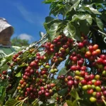 BPS: Ekspor Kopi Indonesia di 2024 Meningkat 76,33 Persen