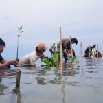 Jaga Masa Depan Pesisir, LAZ Hadji Kalla Dukung Penanaman 2.000 Mangrove di Majene