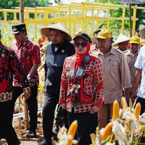 Hadiri Panen Raya, Bupati Husniah Harap Produksi Jagung Gowa Terus Meningkat