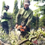 Antisipasi saat Turun Hujan, Pemkot Jaksel Pangkas 9.418 Pohon