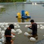 Akuarev Dorong Transformasi Tambak Udang Tradisional Jadi Modern dan Ramah Lingkungan