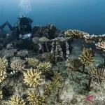 PT Vale Kolaborasi TNI AL Pulihkan Laut di Pulau Bulupoloe Sulawesi Selatan