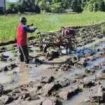 Progres Tanam Padi di Bulukumba Capai 93 persen